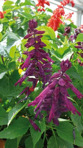 Photos von Blumenvarianten benutzt als: Topf und Beet Salvia splendens Gogo Purple