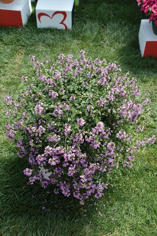 Photos von Blumenvarianten benutzt als: Topf und Beet Stachys byzantina Lilac Falls