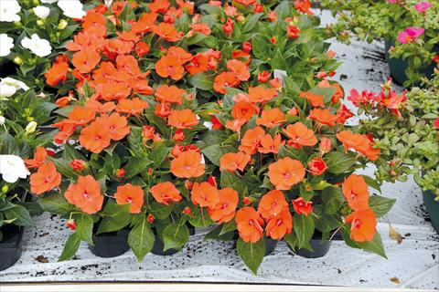 Photos von Blumenvarianten benutzt als: Topf und Beet Impatiens hybrida Sunpatiens Compact Electric Orange