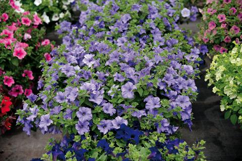 Photos von Blumenvarianten benutzt als: Topf und Beet Impatiens hybrida Surfinia Heavently Blue