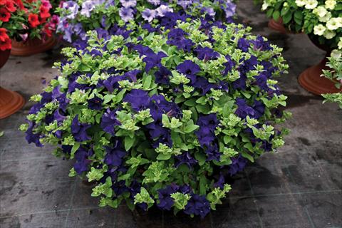 Photos von Blumenvarianten benutzt als: Topf und Beet Impatiens hybrida Surfinia Velevet Blu