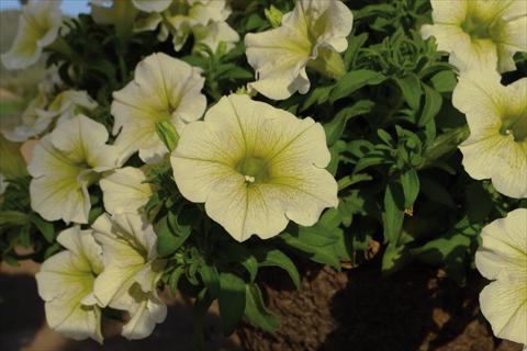 Photos von Blumenvarianten benutzt als: Topf und Beet Impatiens hybrida Surfinia Yellow