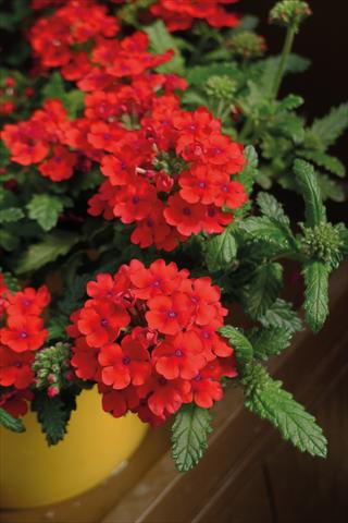 Photos von Blumenvarianten benutzt als: Topf und Beet Verbena hybrida Vanessa Cascading Red