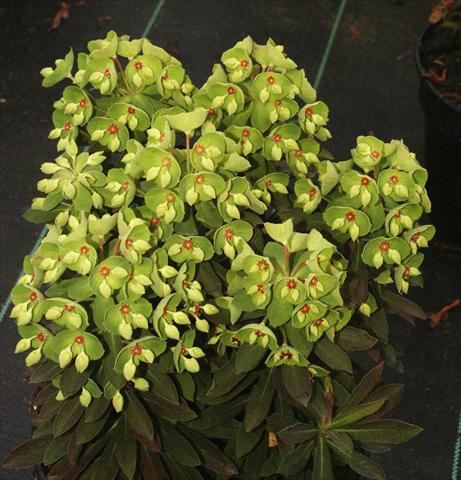 Photos von Blumenvarianten benutzt als: Beet- / Rabattenpflanze Euphorbia x martinii Kolibri