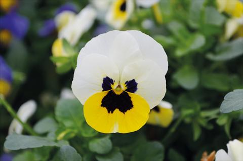 Photos von Blumenvarianten benutzt als: Beet, Topf oder Ampel Viola cornuta Lady Lemon Ice blotch