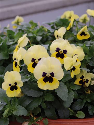 Photos von Blumenvarianten benutzt als: Beet, Topf oder Ampel Viola cornuta Lady Limone Con Occhio