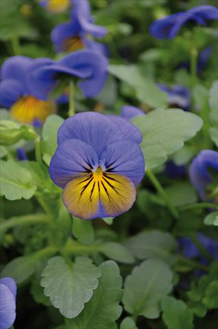 Photos von Blumenvarianten benutzt als: Beet, Topf oder Ampel Viola cornuta Lady Morpho