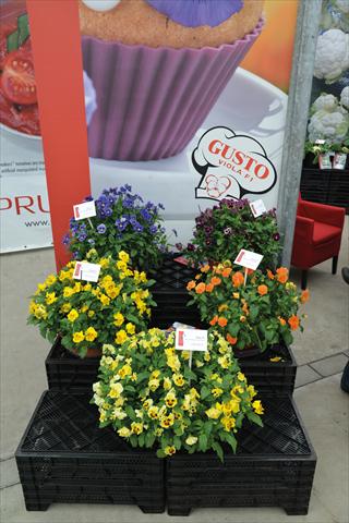 Photos von Blumenvarianten benutzt als: Beet, Topf oder Ampel Viola cornuta Viola Gusto F1 Mix
