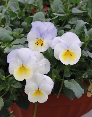 Photos von Blumenvarianten benutzt als: Beet, Topf oder Ampel Viola wittrockiana Cool Wave Bluberry Swirl