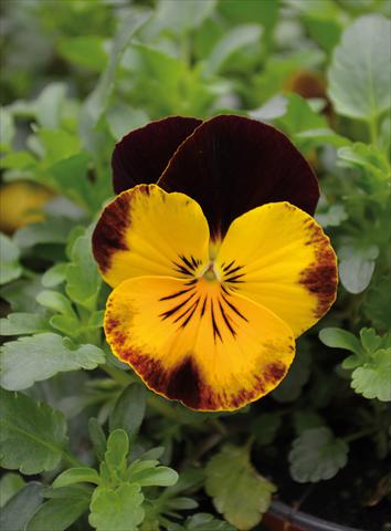 Photos von Blumenvarianten benutzt als: Beet, Topf oder Ampel Viola wittrockiana Cool Wave Red Wing