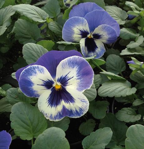 Photos von Blumenvarianten benutzt als: Beet, Topf oder Ampel Viola wittrockiana EarlyFlorian Blu Deft