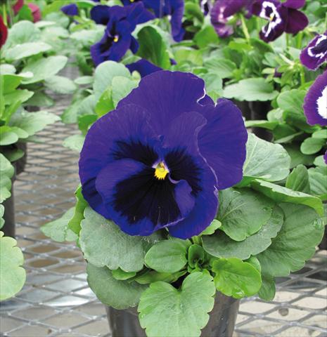 Photos von Blumenvarianten benutzt als: Beet, Topf oder Ampel Viola wittrockiana EarlyFlorian Blu scuro con occhio