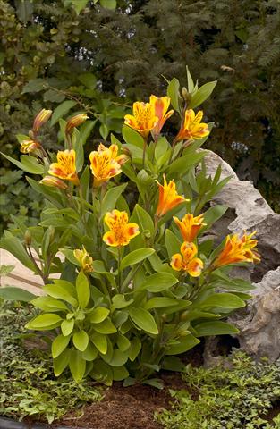 Photos von Blumenvarianten benutzt als: Beet- / Rabattenpflanze Alstroemeria Inca® Exotica