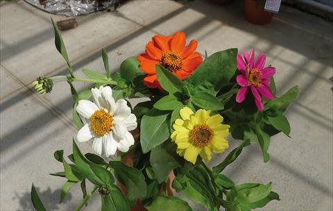 Photos von Blumenvarianten benutzt als: Topf und Beet Zinnia interspecifica Zahara XL