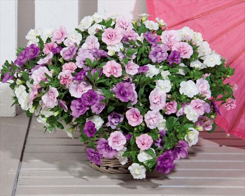 Photos von Blumenvarianten benutzt als: Ampel/Topf 3 Combo Trixi MiniFamous® Double Petticoat