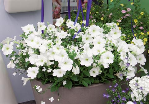 Photos von Blumenvarianten benutzt als: Ampel/Topf 3 Combo Trixi White Pearl
