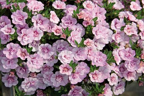 Photos von Blumenvarianten benutzt als: Ampel/Topf Calibrachoa hybrida MiniFamous® Compact Double Pink