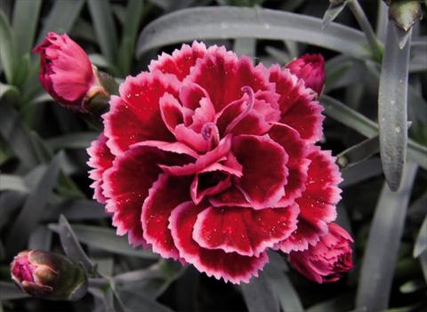 Photos von Blumenvarianten benutzt als: Topf Dianthus caryophyllus Diantica® Burgundy