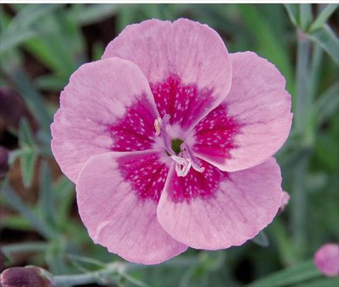 Photos von Blumenvarianten benutzt als: Topf Dianthus caryophyllus Diantica® Pink Eye