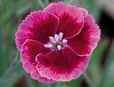 Photos von Blumenvarianten benutzt als: Topf Dianthus caryophyllus Diantica® Rasberry Cream