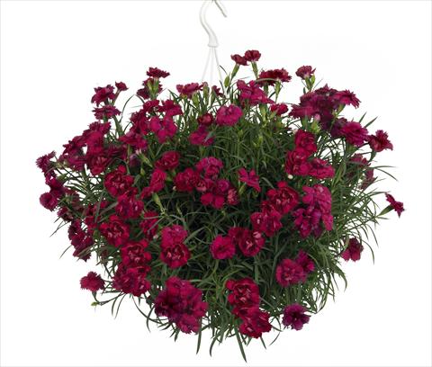 Photos von Blumenvarianten benutzt als: Ampel/Topf Dianthus Fontaine Dark Red
