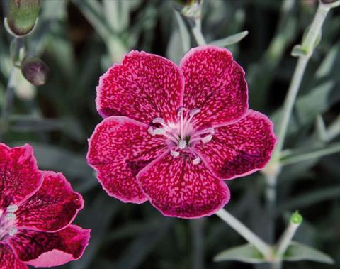 Photos von Blumenvarianten benutzt als: Topf Dianthus caryophyllus Diantica® Wild Berry