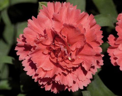 Photos von Blumenvarianten benutzt als: Topf Dianthus caryophyllus Super Trouper® Diogenes