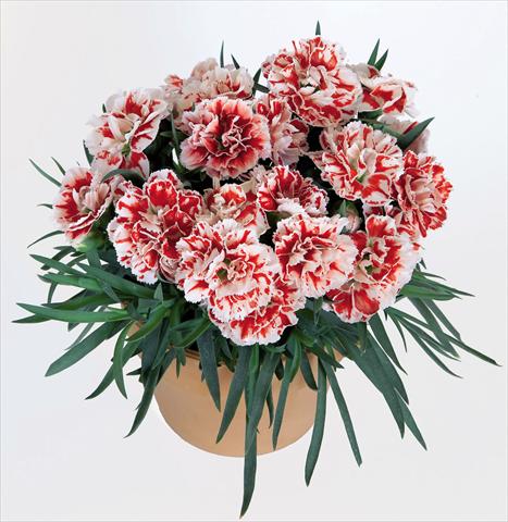 Photos von Blumenvarianten benutzt als: Topf Dianthus caryophyllus Super Trouper® Sammy
