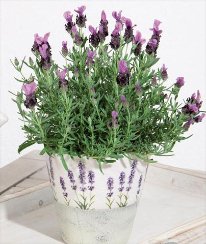 Photos von Blumenvarianten benutzt als: Topf und Beet Lavandula stoechas LaVela Dark Violet