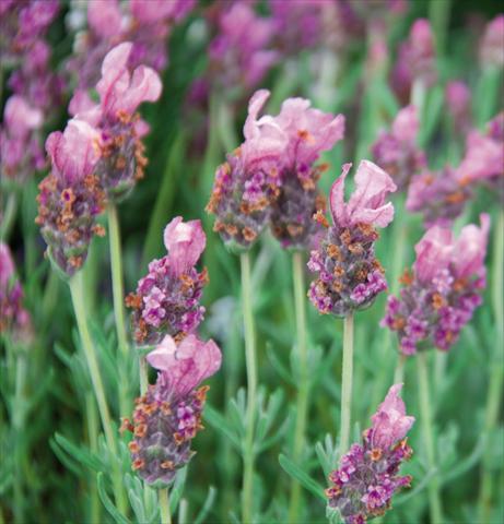 Photos von Blumenvarianten benutzt als: Topf und Beet Lavandula stoechas LaVela Pink