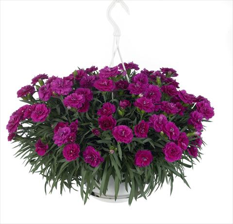 Photos von Blumenvarianten benutzt als: Ampel/Topf Dianthus caryophyllus Fontaine Purple