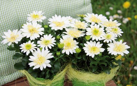 Photos von Blumenvarianten benutzt als: Topf Osteospermum FlowerPower® 3D LemonIce