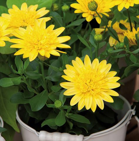 Photos von Blumenvarianten benutzt als: Topf Osteospermum FlowerPower® 3D Yellow