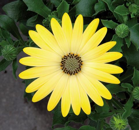 Photos von Blumenvarianten benutzt als: Topf Osteospermum FlowerPower® Lemon Yellow