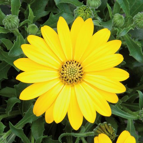 Photos von Blumenvarianten benutzt als: Topf Osteospermum FlowerPower® Pure Yellow