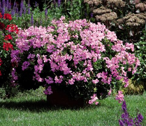 Photos von Blumenvarianten benutzt als: Topf Pelargonium interspec. Marcada Pink