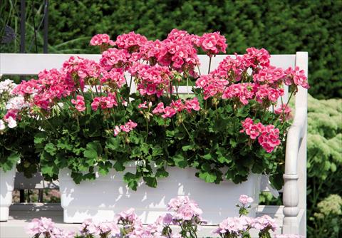 Photos von Blumenvarianten benutzt als: Topf Pelargonium interspec. Perillo® Pink Bicolour