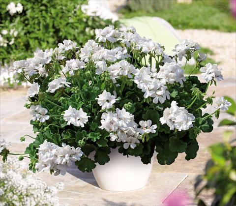Photos von Blumenvarianten benutzt als: Topf Pelargonium interspec. Perillo® White Einleitung