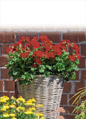 Photos von Blumenvarianten benutzt als: Topf Pelargonium interspec. Marcada Dark Red