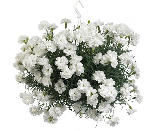 Photos von Blumenvarianten benutzt als: Ampel/Topf Dianthus caryophyllus Fontaine White