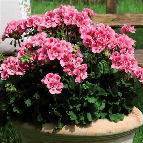 Photos von Blumenvarianten benutzt als: Topf Pelargonium zonale Sunrise® Graziella
