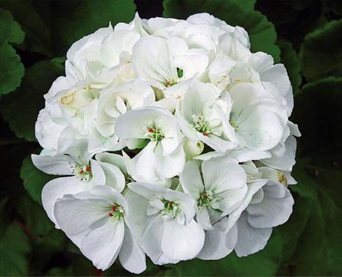 Photos von Blumenvarianten benutzt als: Topf Pelargonium zonale Sunrise® XL Cassandra