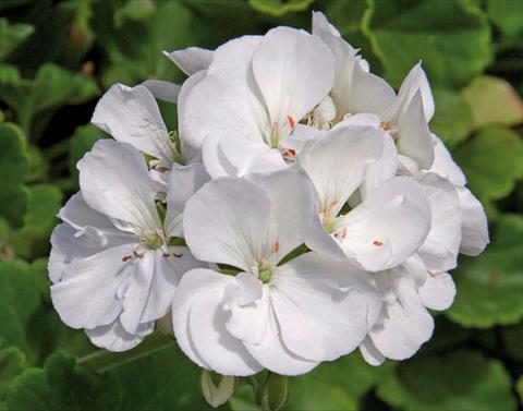 Photos von Blumenvarianten benutzt als: Topf Pelargonium zonale Sunrise® XL White