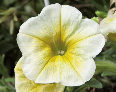 Photos von Blumenvarianten benutzt als: Ampel/Topf Petunia hybrida Bonnie Lemon Yellow