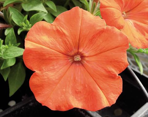 Photos von Blumenvarianten benutzt als: Ampel/Topf Petunia hybrida Bonnie Orange