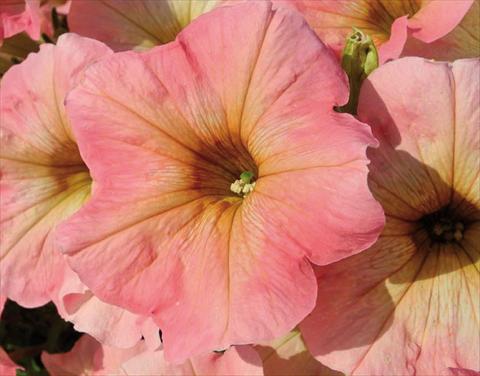 Photos von Blumenvarianten benutzt als: Ampel/Topf Petunia hybrida Bonnie Pink Lemonade