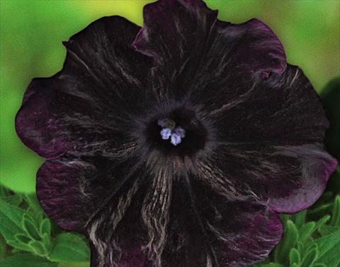 Photos von Blumenvarianten benutzt als: Ampel/Topf Petunia hybrida Bonnie Velvet