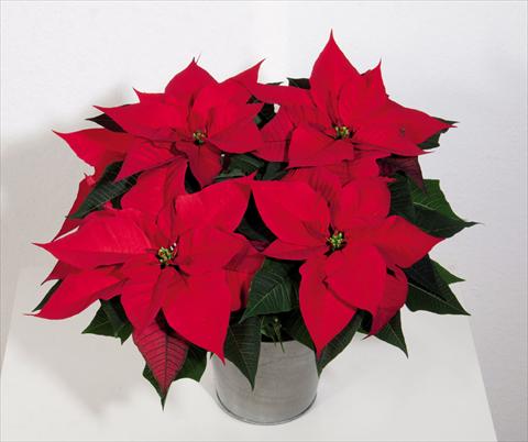 Photos von Blumenvarianten benutzt als: Topf Poinsettia - Euphorbia pulcherrima Christmas Magic