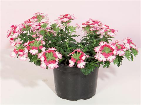 Photos von Blumenvarianten benutzt als: Topf und Beet Verbena hybrida Bebop® Dark Pink