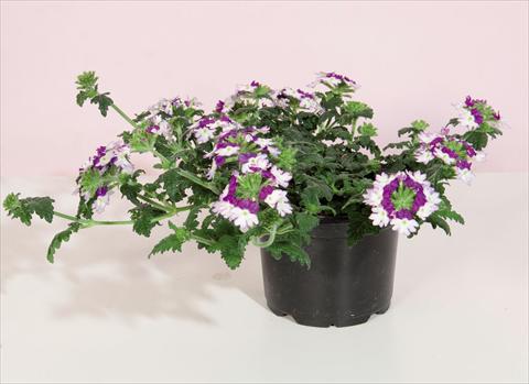 Photos von Blumenvarianten benutzt als: Topf und Beet Verbena hybrida Bebop® Dark Violet